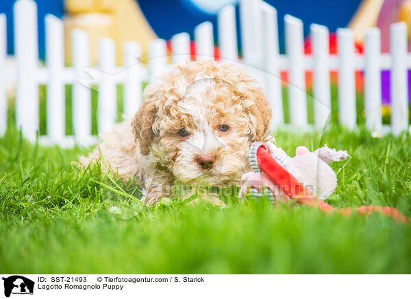 Lagotto Romagnolo Welpe / Lagotto Romagnolo Puppy / SST-21493