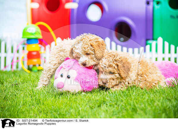 Lagotto Romagnolo Welpen / Lagotto Romagnolo Puppies / SST-21494