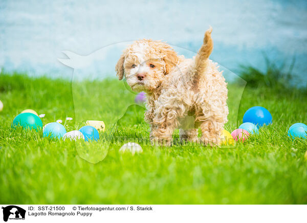 Lagotto Romagnolo Welpe / Lagotto Romagnolo Puppy / SST-21500