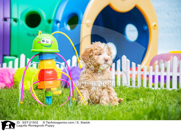 Lagotto Romagnolo Welpe / Lagotto Romagnolo Puppy / SST-21502