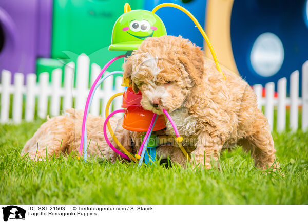 Lagotto Romagnolo Welpen / Lagotto Romagnolo Puppies / SST-21503