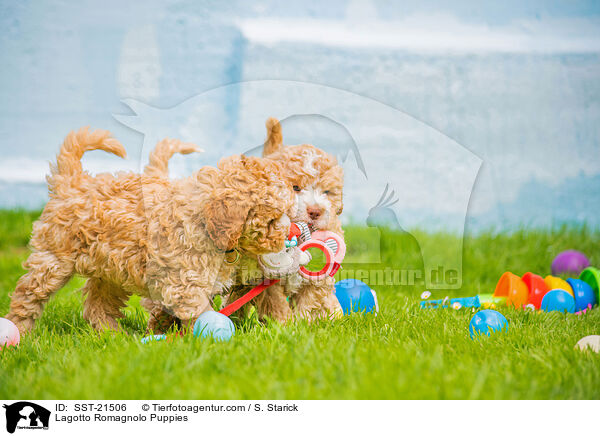 Lagotto Romagnolo Welpen / Lagotto Romagnolo Puppies / SST-21506