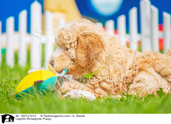 Lagotto Romagnolo Welpe / Lagotto Romagnolo Puppy / SST-21512