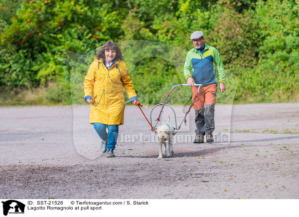 Lagotto Romagnolo beim Zughundesport / Lagotto Romagnolo at pull sport / SST-21526