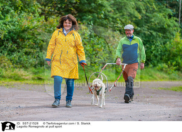 Lagotto Romagnolo at pull sport / SST-21528