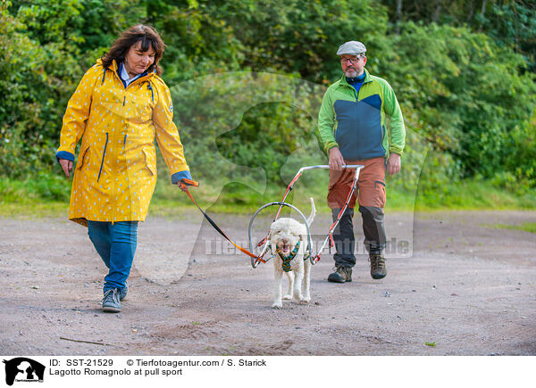 Lagotto Romagnolo at pull sport / SST-21529