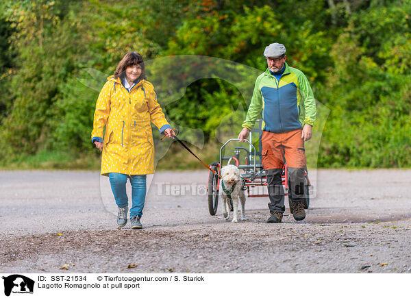 Lagotto Romagnolo beim Zughundesport / Lagotto Romagnolo at pull sport / SST-21534