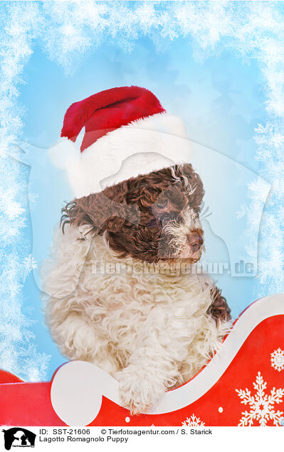Lagotto Romagnolo Welpe / Lagotto Romagnolo Puppy / SST-21606