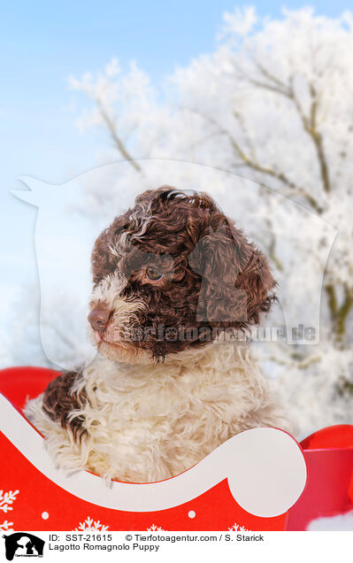 Lagotto Romagnolo Welpe / Lagotto Romagnolo Puppy / SST-21615