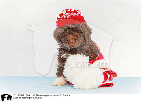 Lagotto Romagnolo Welpe / Lagotto Romagnolo Puppy / SST-21620