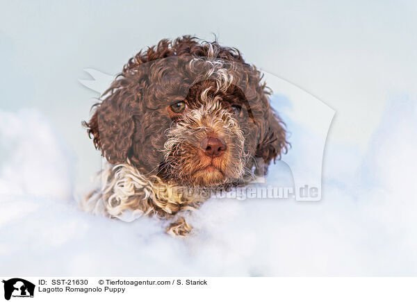 Lagotto Romagnolo Welpe / Lagotto Romagnolo Puppy / SST-21630