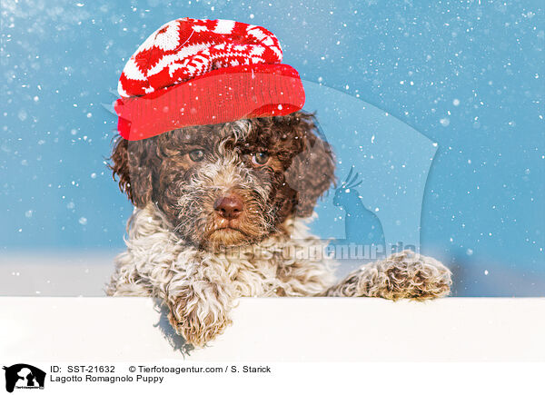 Lagotto Romagnolo Welpe / Lagotto Romagnolo Puppy / SST-21632