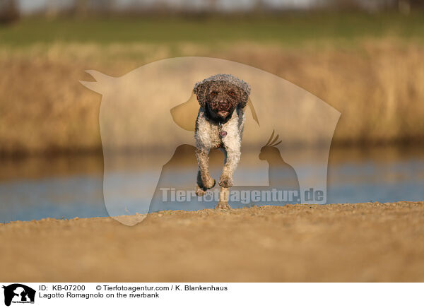 Lagotto Romagnolo on the riverbank / KB-07200