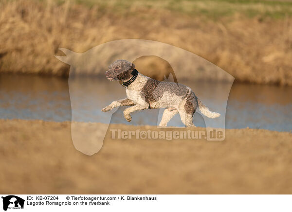 Lagotto Romagnolo on the riverbank / KB-07204