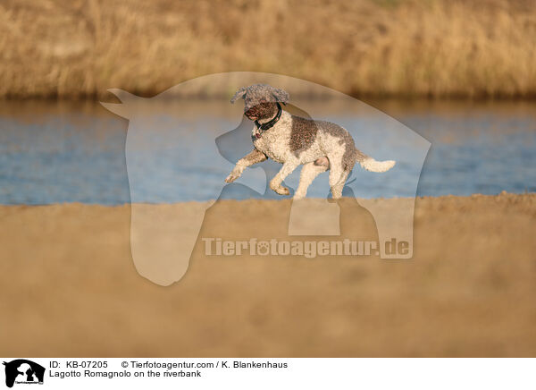 Lagotto Romagnolo on the riverbank / KB-07205
