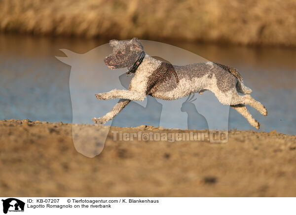 Lagotto Romagnolo on the riverbank / KB-07207