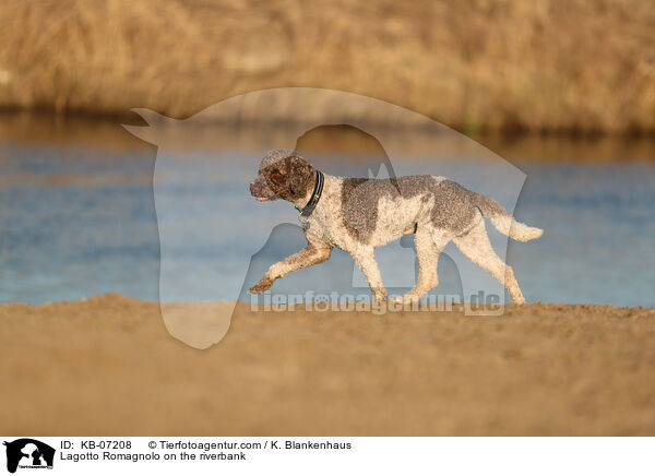 Lagotto Romagnolo on the riverbank / KB-07208