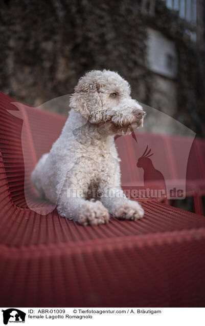 Lagotto Romagnolo Hndin / female Lagotto Romagnolo / ABR-01009