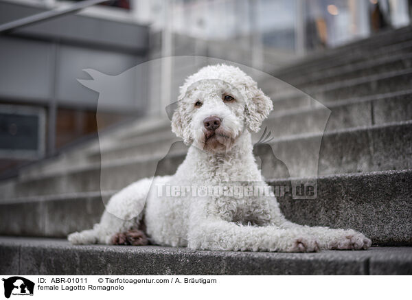 female Lagotto Romagnolo / ABR-01011