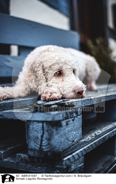 female Lagotto Romagnolo / ABR-01097