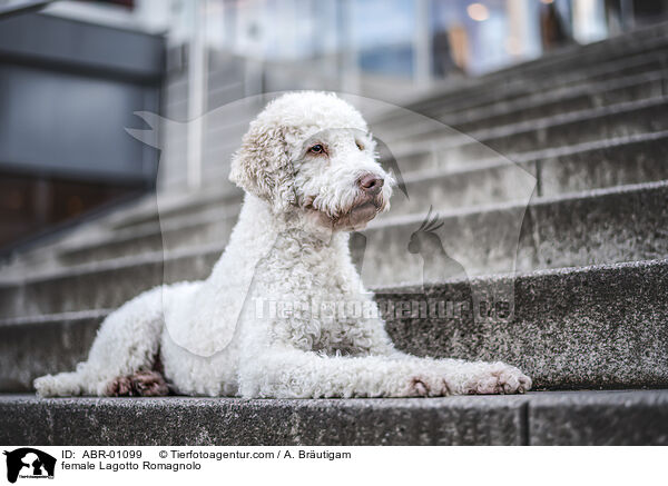 female Lagotto Romagnolo / ABR-01099