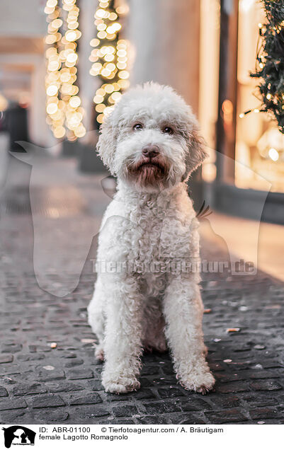 female Lagotto Romagnolo / ABR-01100