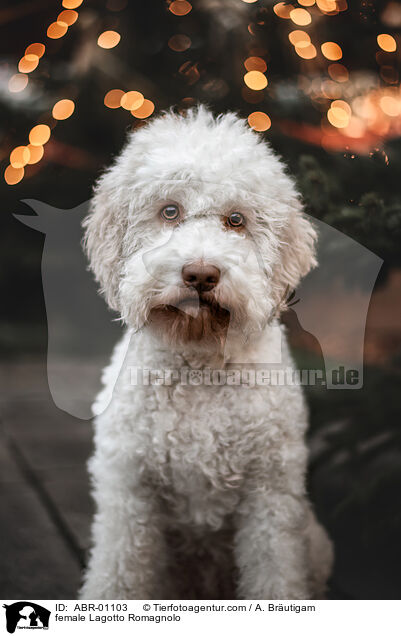 female Lagotto Romagnolo / ABR-01103