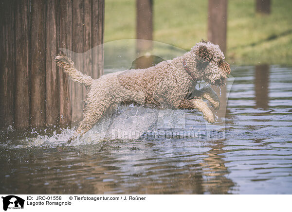 Lagotto Romagnolo / Lagotto Romagnolo / JRO-01558