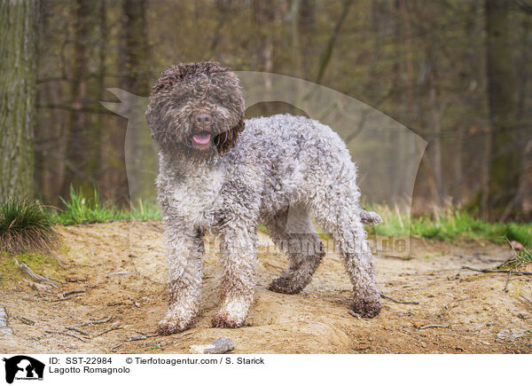 Lagotto Romagnolo / SST-22984