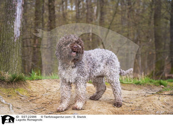 Lagotto Romagnolo / SST-22986