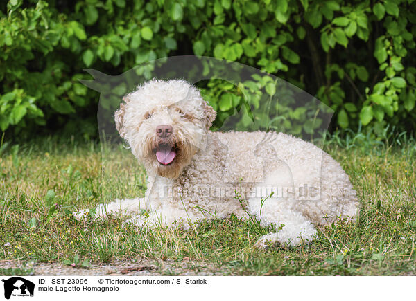 Lagotto Romagnolo Rde / male Lagotto Romagnolo / SST-23096