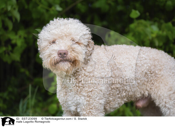 male Lagotto Romagnolo / SST-23099