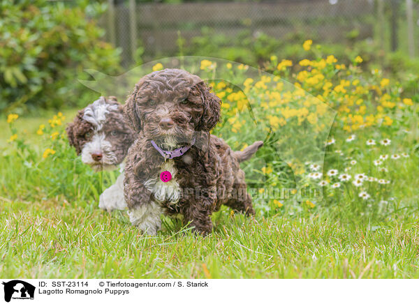 Lagotto Romagnolo Welpen / Lagotto Romagnolo Puppys / SST-23114