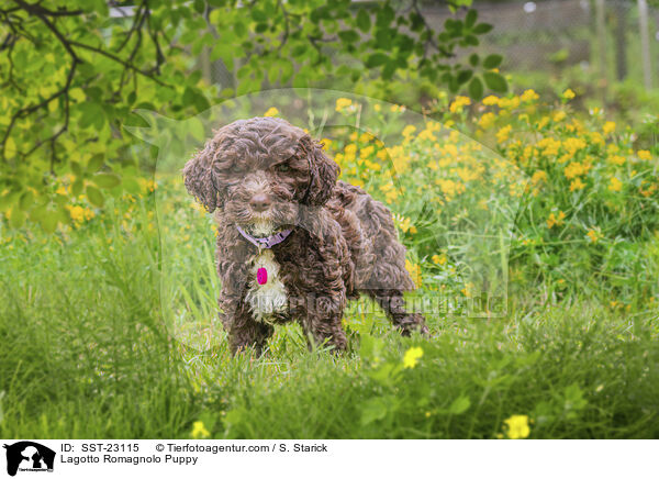 Lagotto Romagnolo Puppy / SST-23115