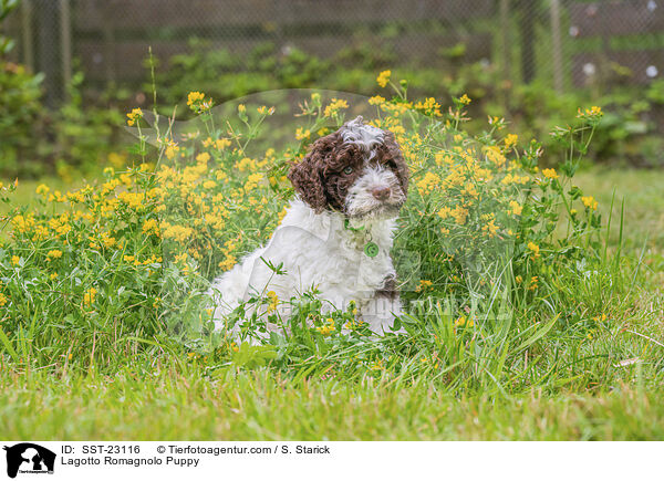 Lagotto Romagnolo Welpe / Lagotto Romagnolo Puppy / SST-23116