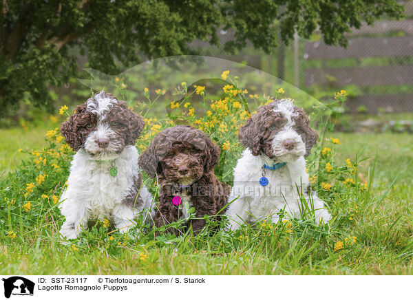 Lagotto Romagnolo Welpen / Lagotto Romagnolo Puppys / SST-23117