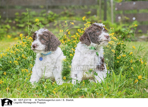 Lagotto Romagnolo Welpen / Lagotto Romagnolo Puppys / SST-23118