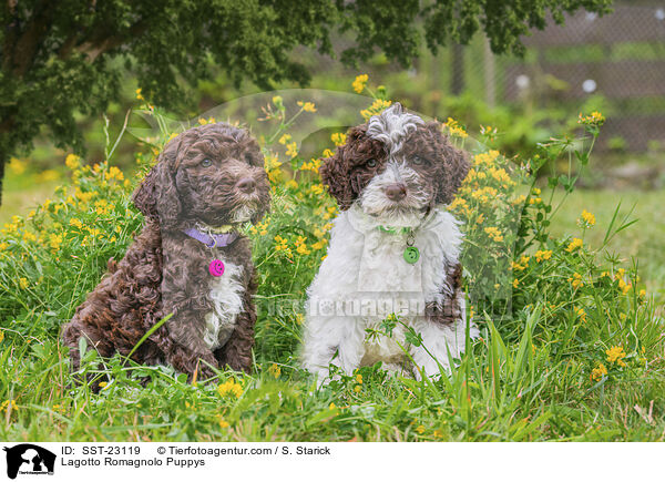 Lagotto Romagnolo Welpen / Lagotto Romagnolo Puppys / SST-23119