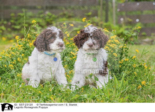 Lagotto Romagnolo Welpen / Lagotto Romagnolo Puppys / SST-23120