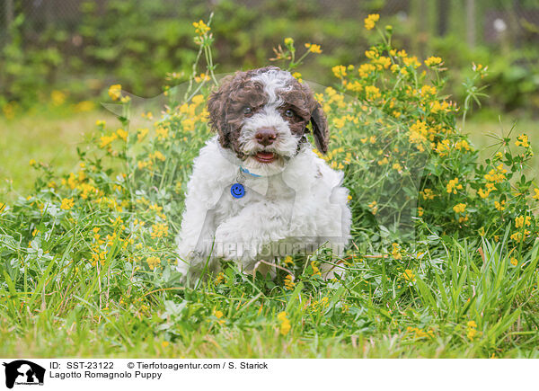 Lagotto Romagnolo Welpe / Lagotto Romagnolo Puppy / SST-23122