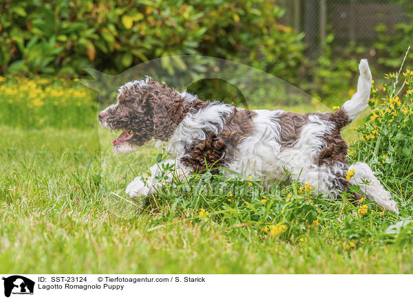 Lagotto Romagnolo Welpe / Lagotto Romagnolo Puppy / SST-23124