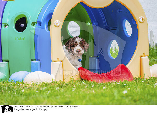 Lagotto Romagnolo Welpe / Lagotto Romagnolo Puppy / SST-23126