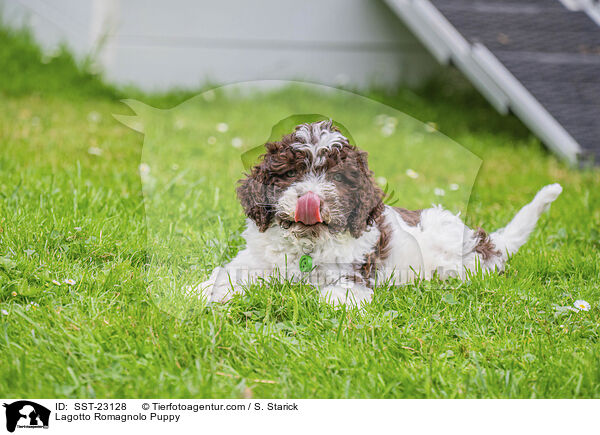 Lagotto Romagnolo Welpe / Lagotto Romagnolo Puppy / SST-23128