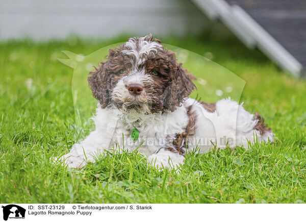 Lagotto Romagnolo Puppy / SST-23129