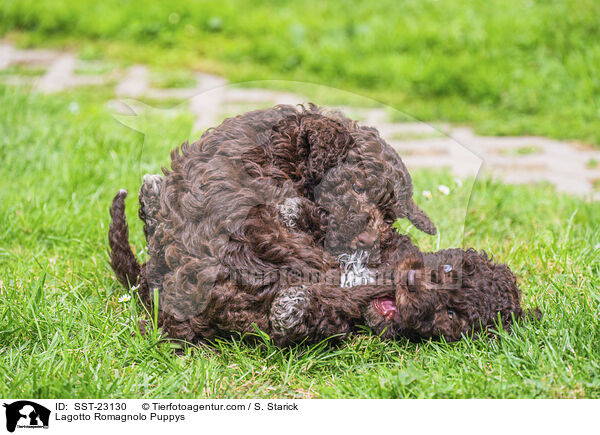 Lagotto Romagnolo Welpen / Lagotto Romagnolo Puppys / SST-23130