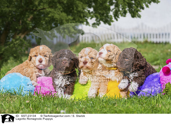 Lagotto Romagnolo Puppys / SST-23134