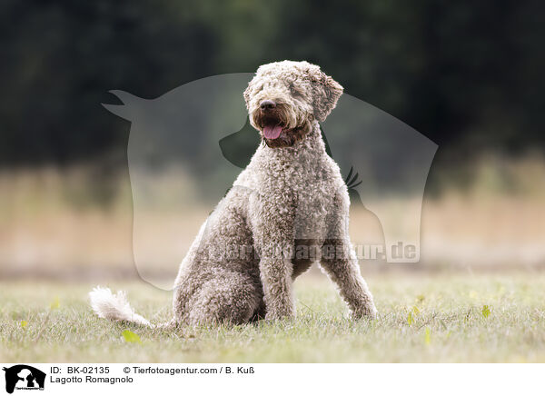 Lagotto Romagnolo / BK-02135