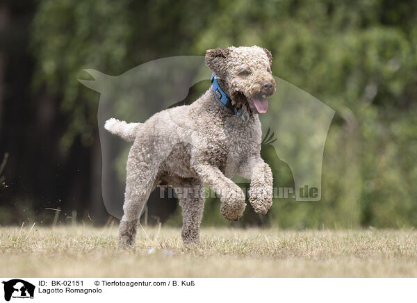 Lagotto Romagnolo / BK-02151