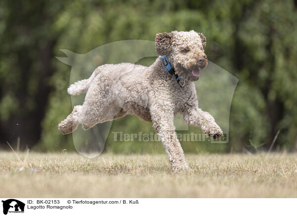 Lagotto Romagnolo / BK-02153