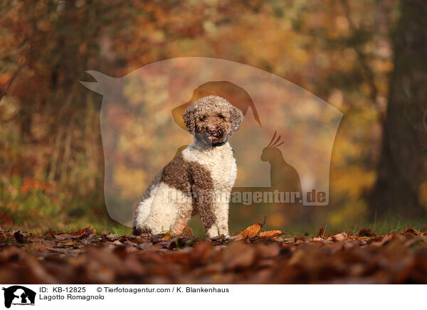 Lagotto Romagnolo / Lagotto Romagnolo / KB-12825